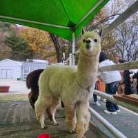 Alpaca Farmland at Balwangsan