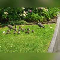 墨爾本維多利亞女皇花園