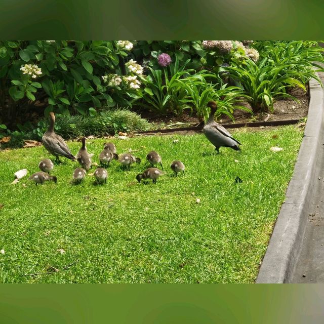 墨爾本維多利亞女皇花園