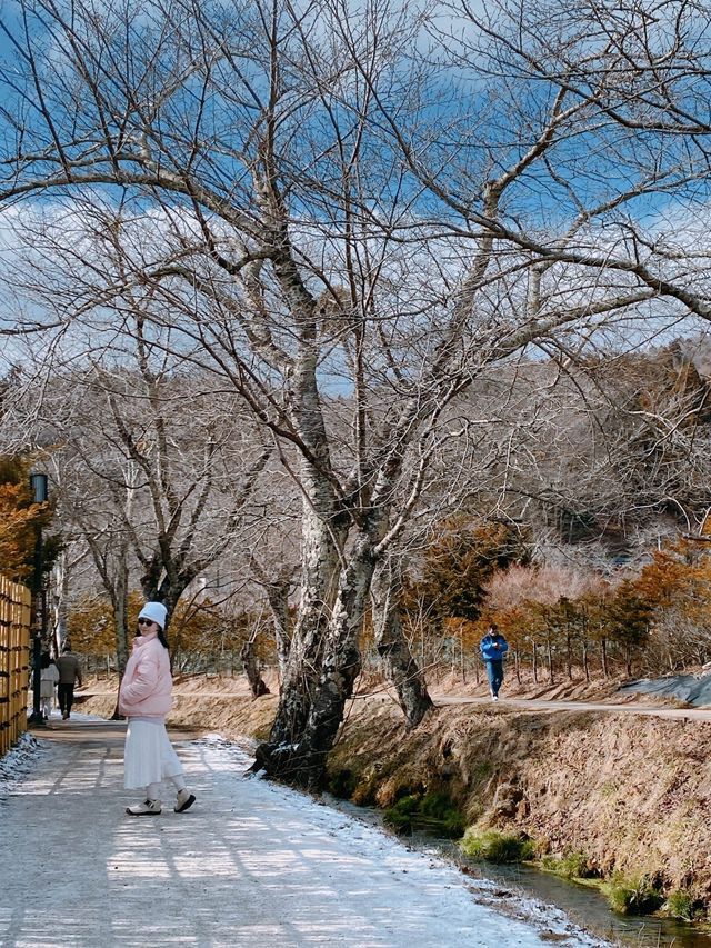 到忍野八海一遊  無時無刻置身如畫風光 