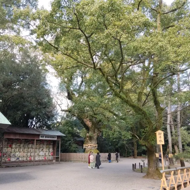 熱田神宮中的千年神樹【大楠】