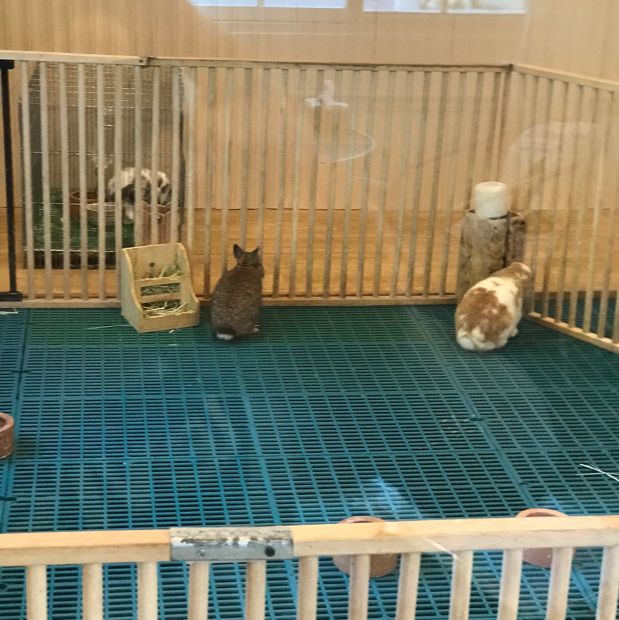 Pepular farm เปปูลาร์ฟาร์ม