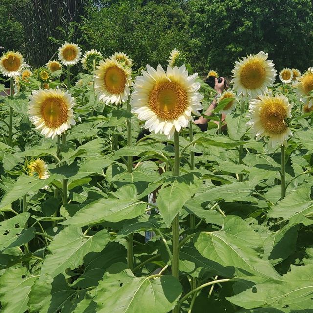 春夏季賞花好去處