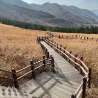 아름다운 억새를 볼 수 있는 울산 간월재