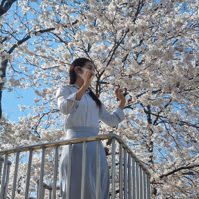 경남 꽃놀이 명소 모음🌸