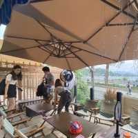 大埔大尾篤chill petcafe
