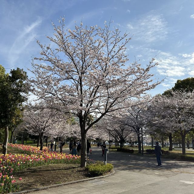 東京賞櫻2023