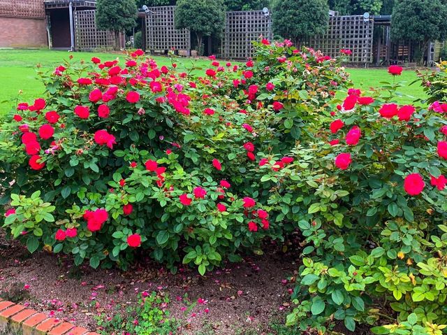 เที่ยวญี่ปุ่น Gifu World Rose Garden 