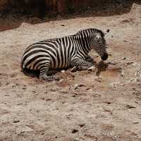 Bali Zoo