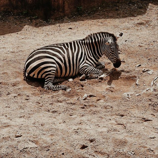 Bali Zoo