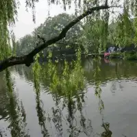 上有天堂，下有蘇杭🏞無庸置疑的人間美景🥹