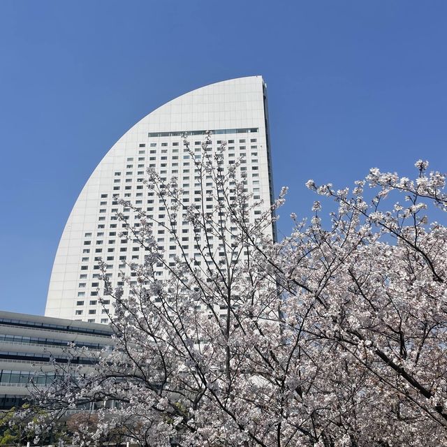 桜スポットの意外と穴場？！みなとみらい