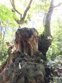 【静岡県/来宮神社】樹齢2100年の大楠が必見の神社