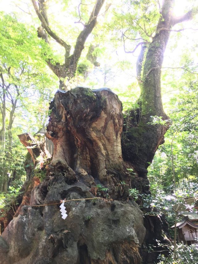 【静岡県/来宮神社】樹齢2100年の大楠が必見の神社
