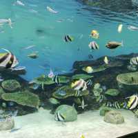 海洋奇妙～新潟市水族館 Marinepia 日本海🐠🌊🐙