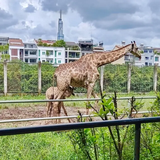 Saigon Zoo 