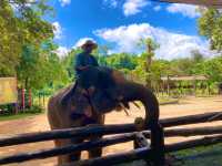 ชมน้องช้าง ที่ศูนย์อนุรักษ์ช้างไทย ลำปาง