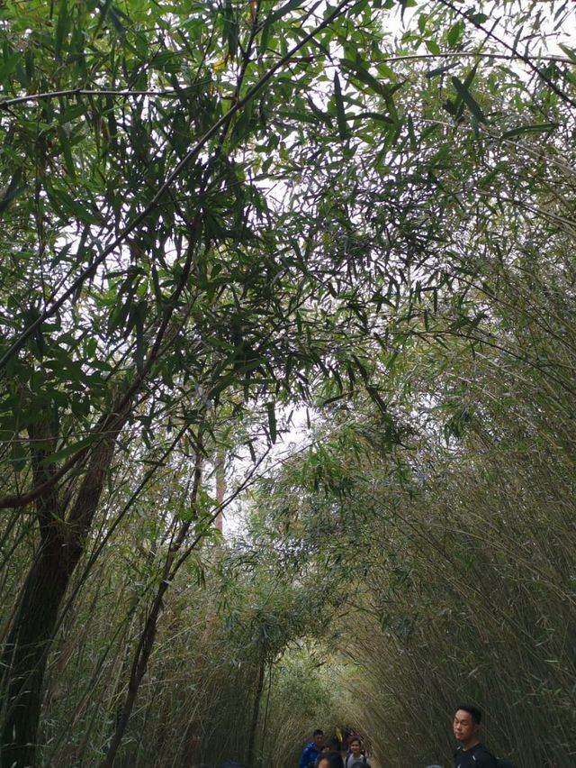 香港新手行山🍀茅坪藤皇+竹林隧道路線
