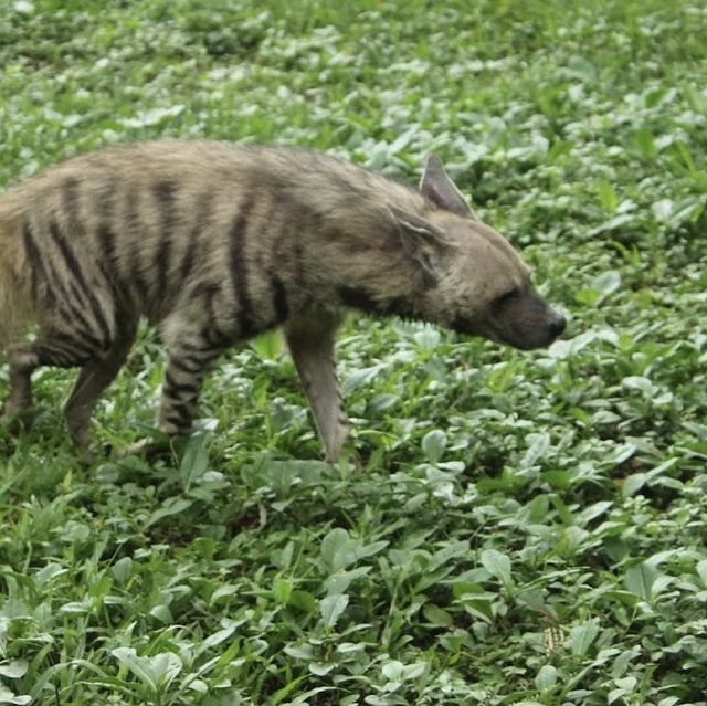 Great Safari park with lot of wildlife 