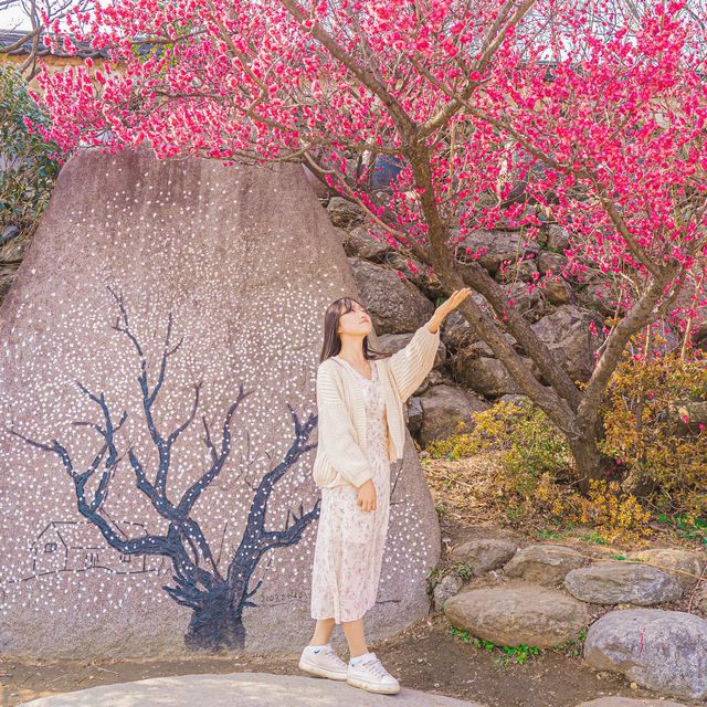 🌸매화로 가득찬 봄의마을 [광양, 매화마을]🌸