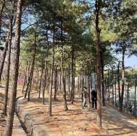 도심에서 만나는 한옥과 어우러진 봄꽃과의 만남 “남산골 한옥마을”