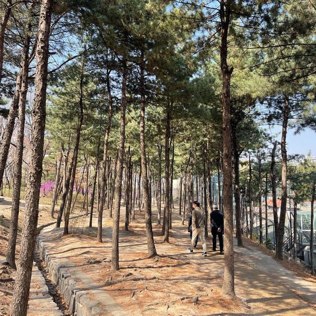 도심에서 만나는 한옥과 어우러진 봄꽃과의 만남 “남산골 한옥마을”
