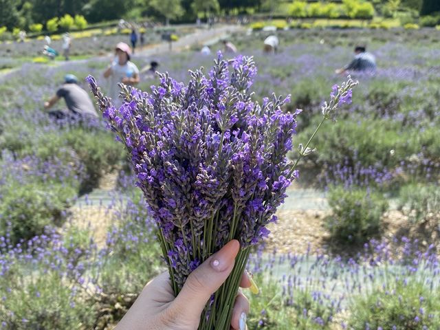 【岡山県】蒜山ハーブガーデンでラベンダー摘み