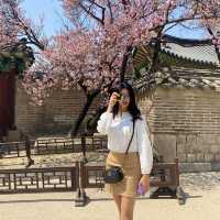 봄에는 창경궁💗 홍매화 보러 오세요🌸