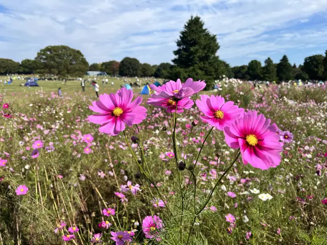 国営昭和記念公園　@立川🌼