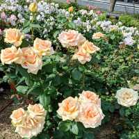 Beautiful Rose Garden in Osaka 