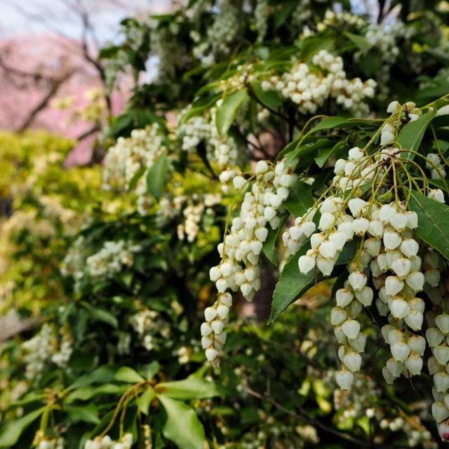 【嵐山】天龍寺の庭園