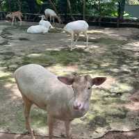 深圳野生動物園