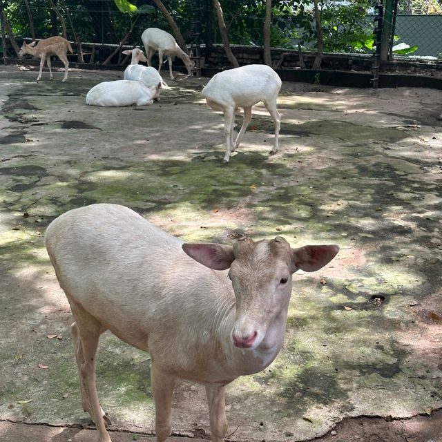深圳野生動物園