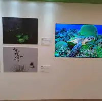 大自然保護協會攝影比賽作品展的個人體驗及感受