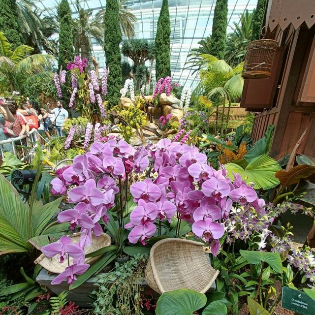 Orchid Extravaganza at Flower Dome 