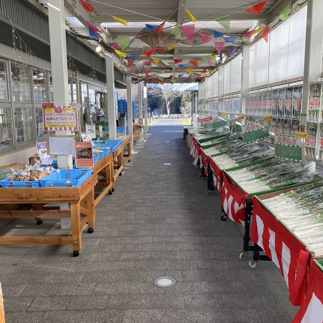 兵庫県冬場！道の駅フレッシュ朝来は「甘い！長い！太い！幻の岩津ねぎ」推しがすごすぎる