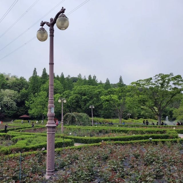 🌹 인천에 꽃이 가득! 인천대공원 수목원에서 피크닉