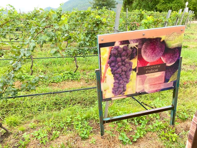 🇹🇭葡萄酒莊園🍇🍷