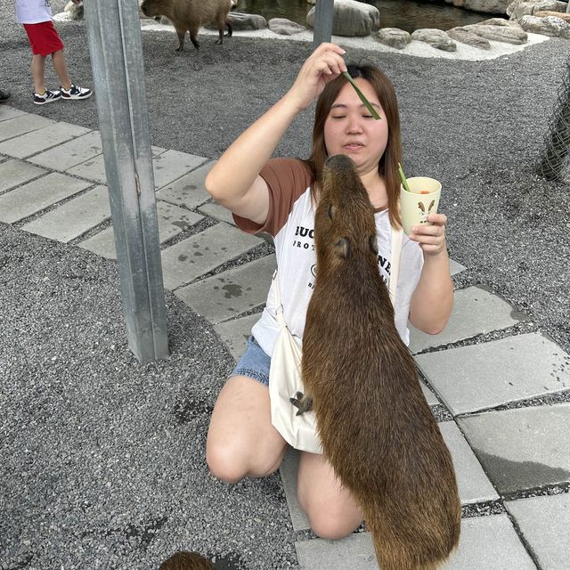 台灣宜蘭。親子農場玩樂