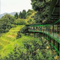 Exploring Penang's Fruit Wonderland!