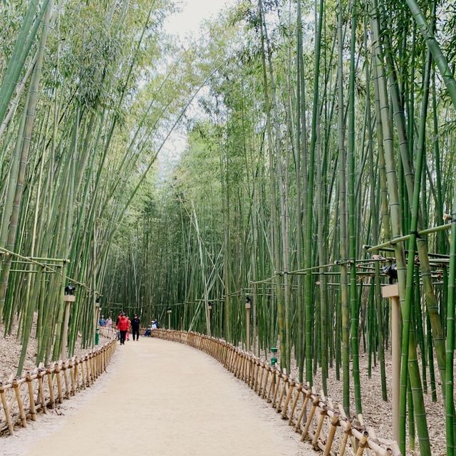 🌙如果可以試下夜遊十里竹林就好喇🎋