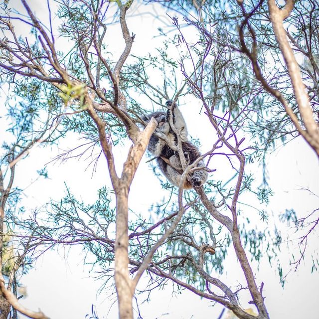 Close-up with Koalas at Healesville Wildlife 