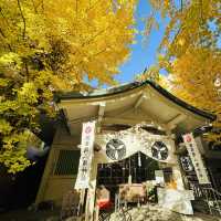 兩個東京巿區隱敞超美銀杏神社