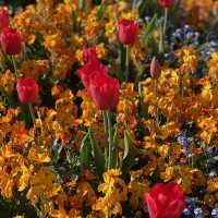 Springtime at Buckingham Palace 