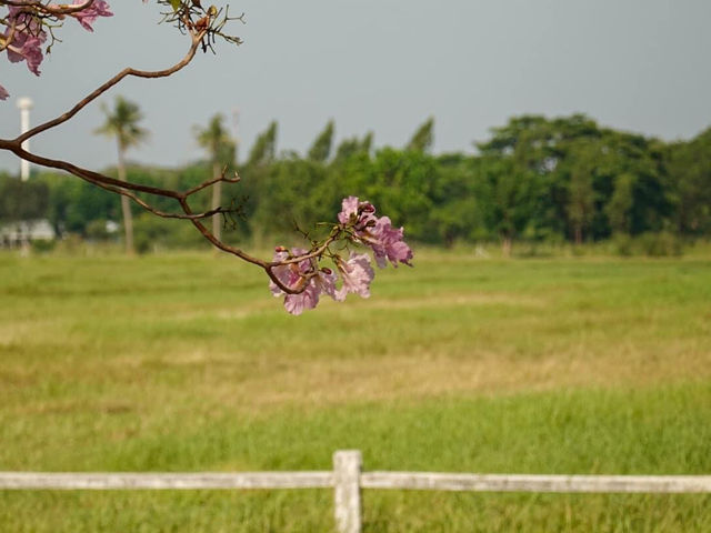 ชมพูพันธุ์ทิพย์ ม.เกษตรศาสตร์ กำแพงแสน
