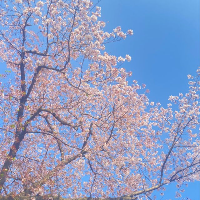 💖福岡🇯🇵💖都会にあるオシャレな公園🦢大濠公園🌈