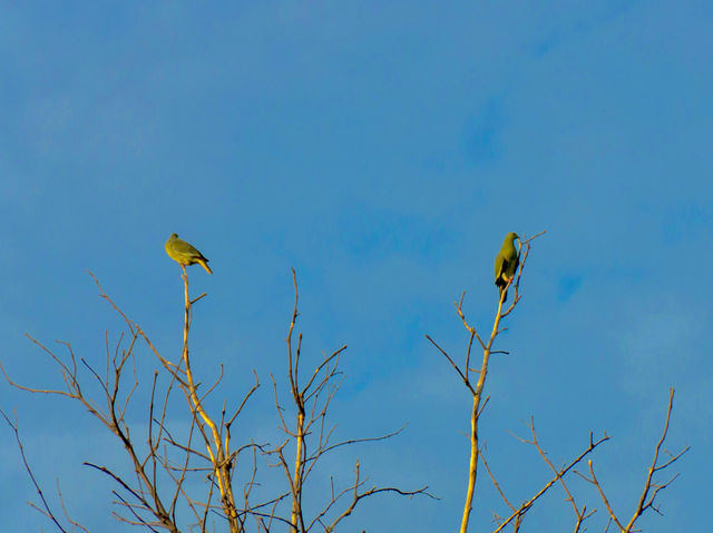 Sungei Buloh Wetland Reserve