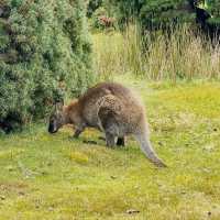 Forestry hike at Cradle Mountain 