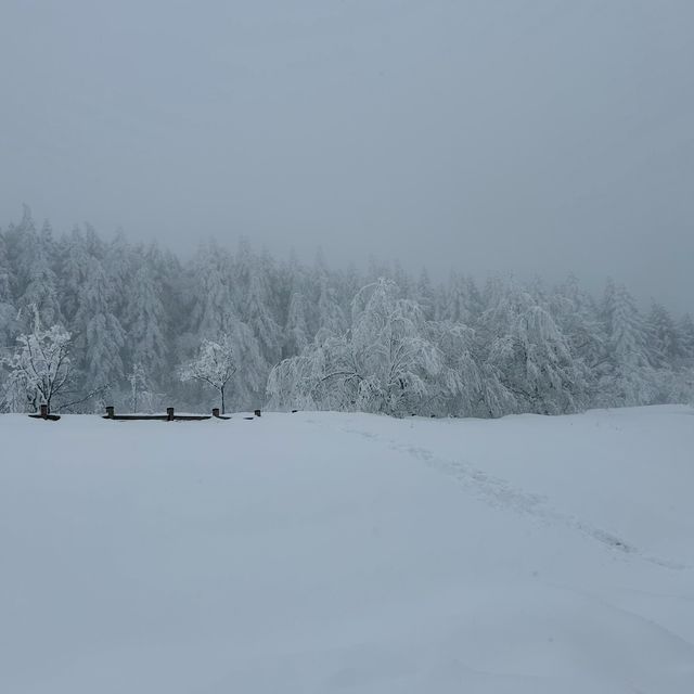 대관령에서 발견한 북해도 감성 스팟❄️
