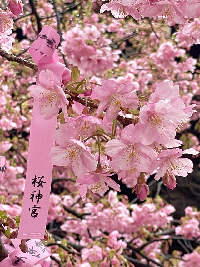 【桜神宮/東京都】満開の河津桜